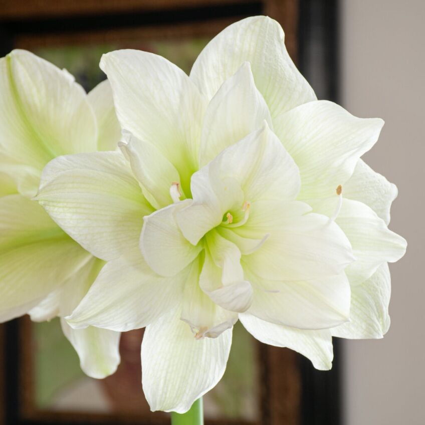 Marilyn Amaryllis from Colorblends
