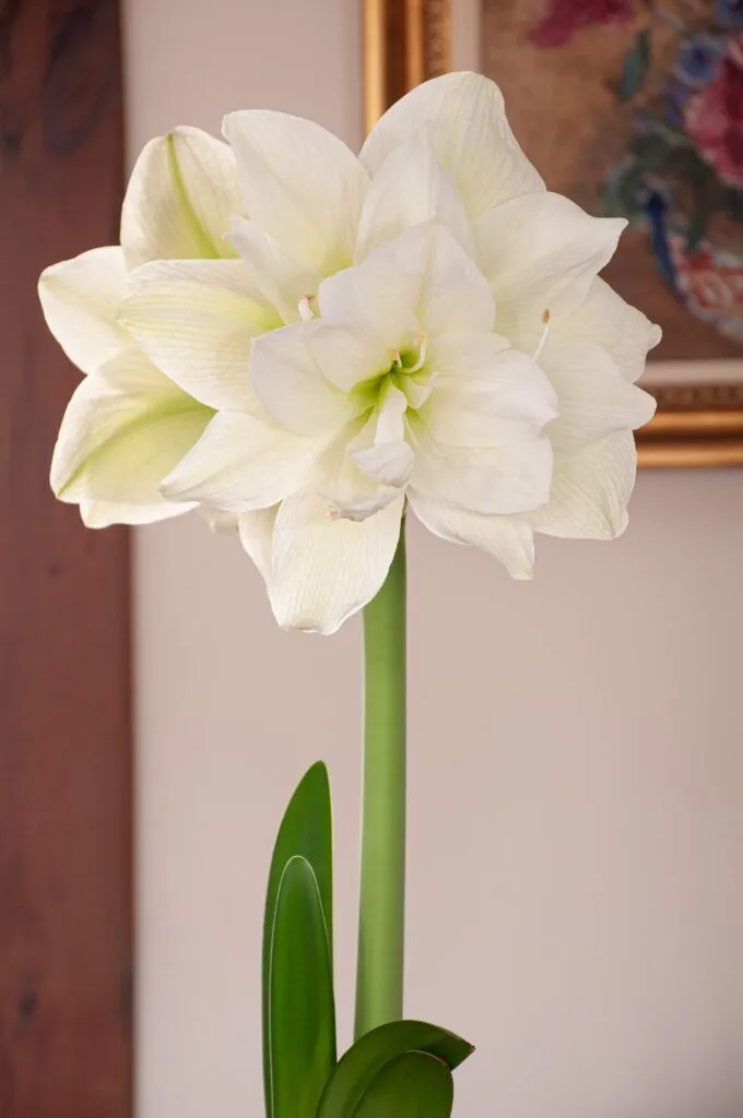Marilyn Amaryllis Bulbs | Always Wholesale Pricing | Colorblends®