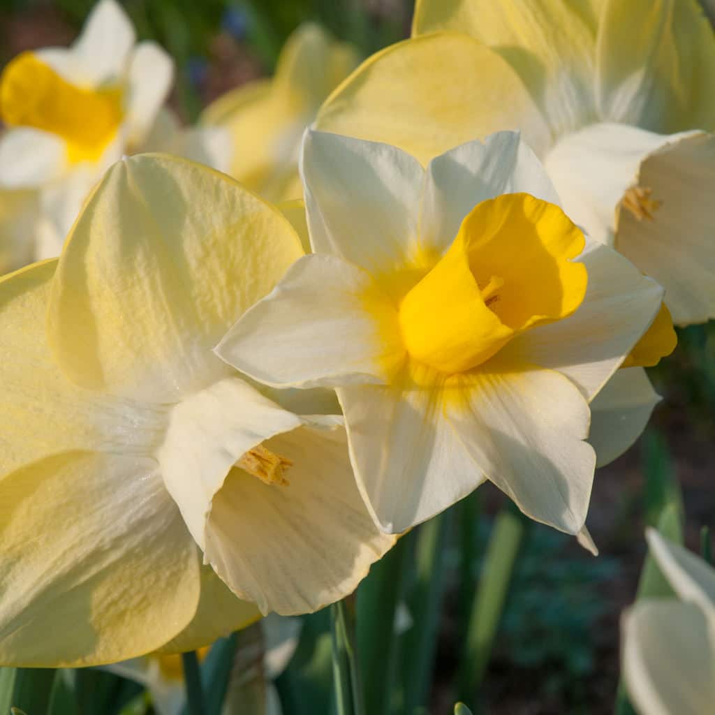 Funhouse Daffodil by Colorblends