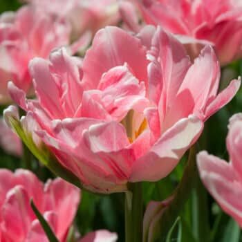 Foxtrot Tulips from Colorblends