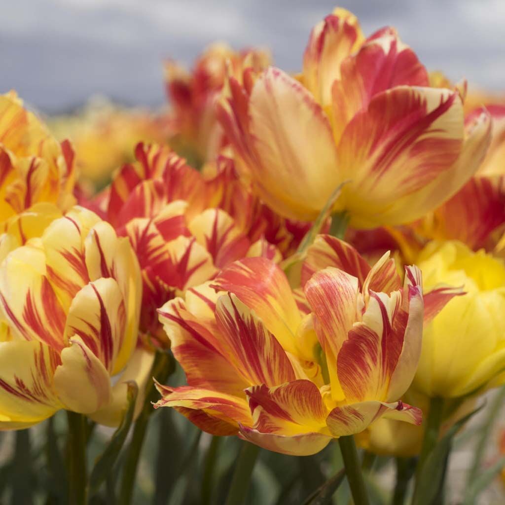 Volta Tulips by Colorblends