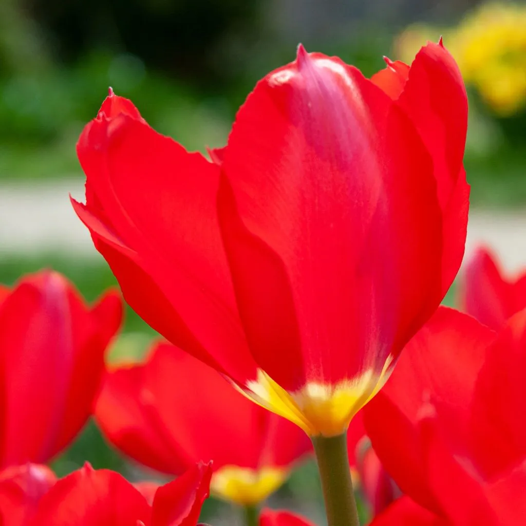 Red Purissima Tulips from Colorblends