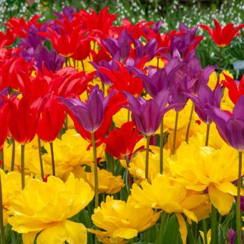 Wheels Up Tulips from Colorblends