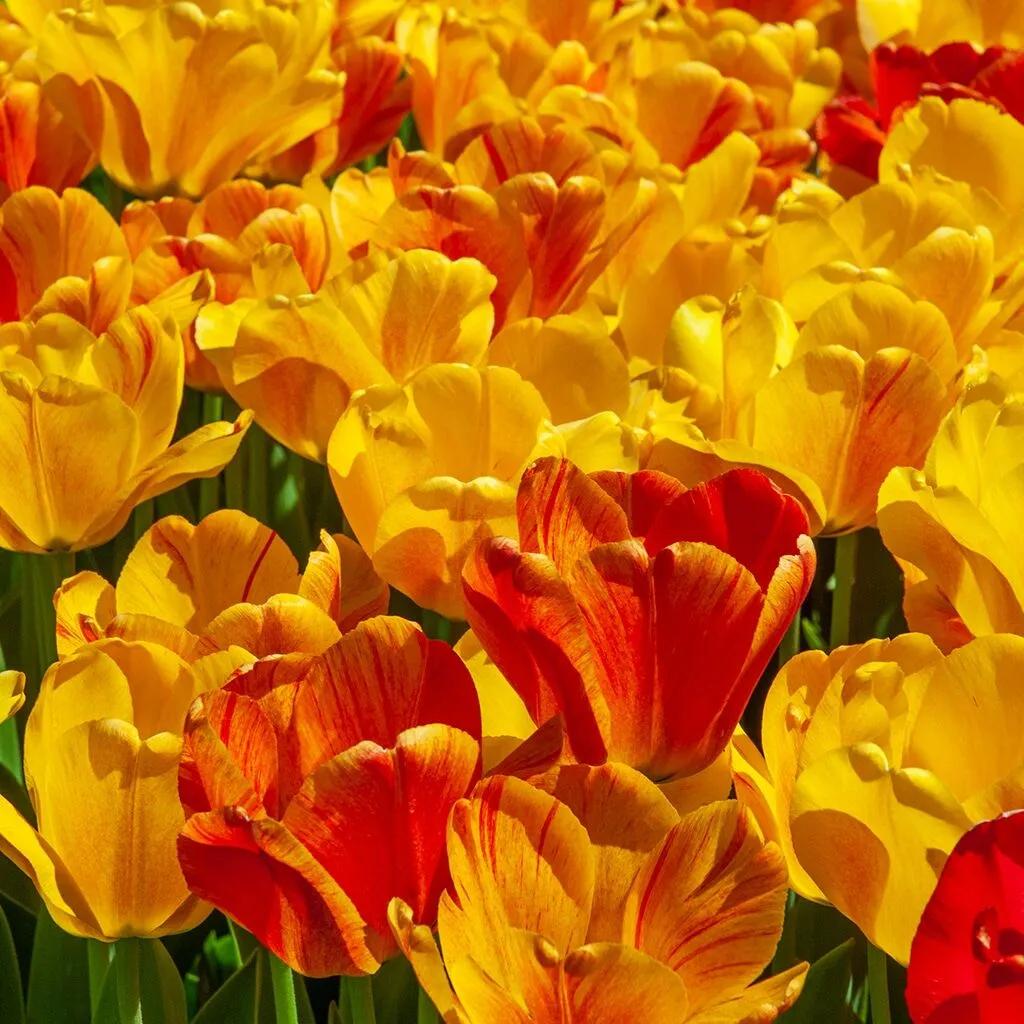 Apeldoorn Tulips from Colorblends