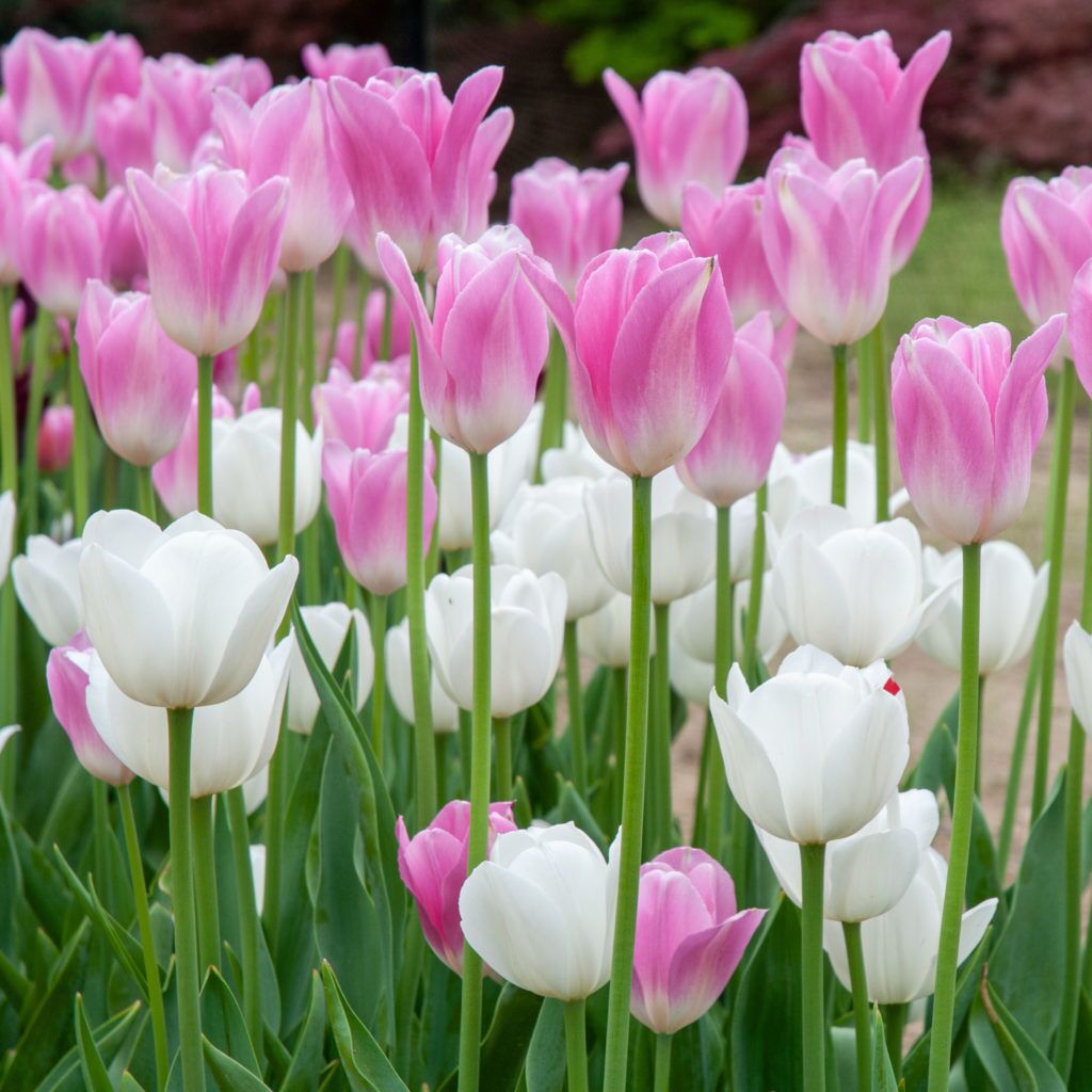 Zephyr Tulip from Colorblends