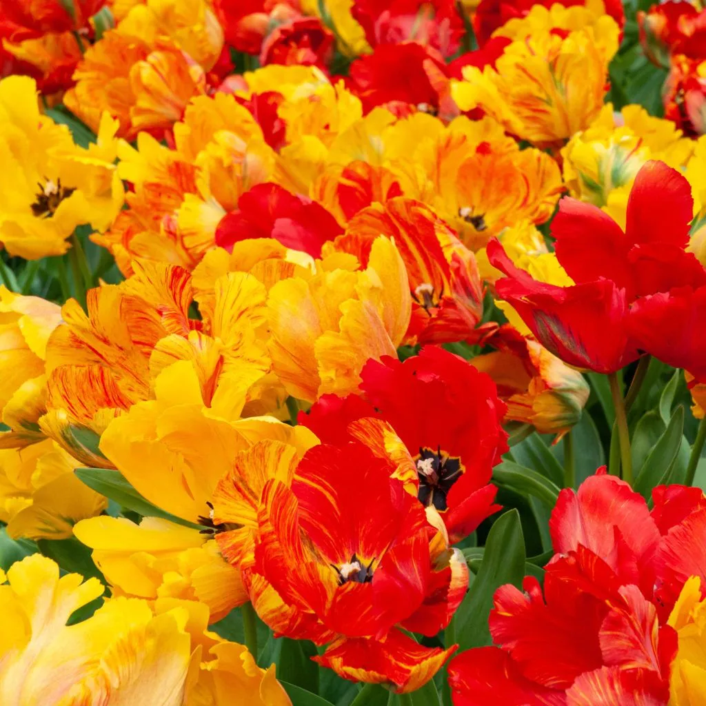 Tukano Tulips from Colorblends