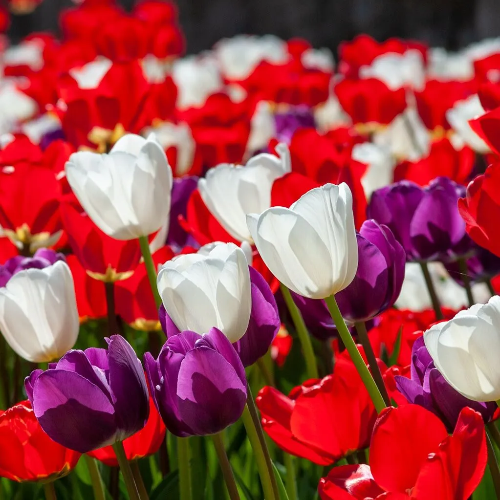 Four-Star Tulips from Colorblends