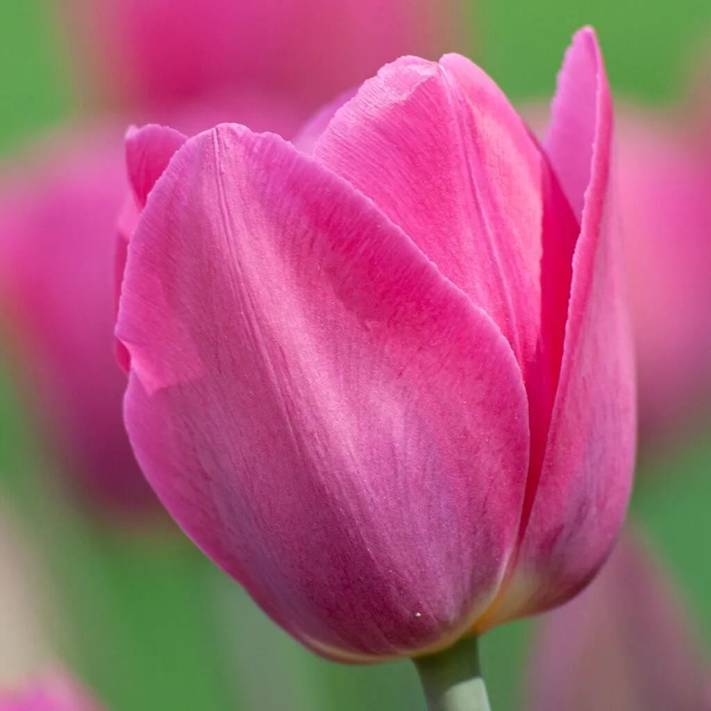 Don Quichotte Tulips from Colorblends