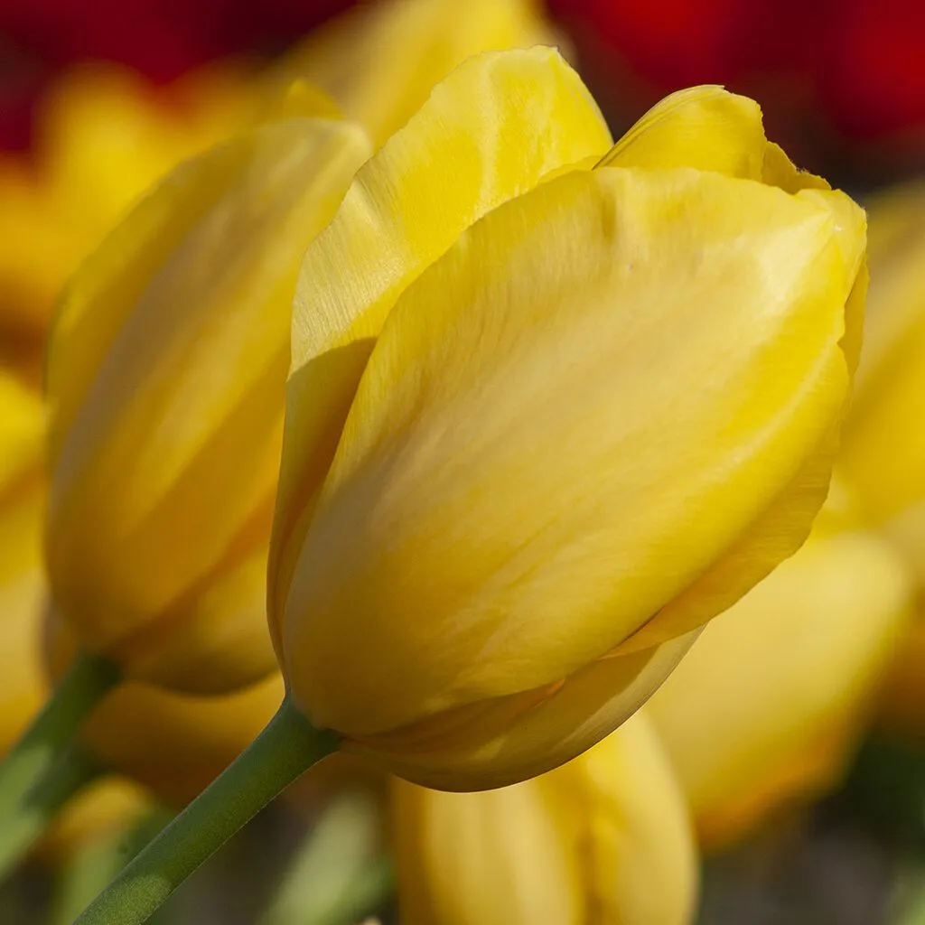 Mrs. John T. Scheepers Tulips from Colorblends