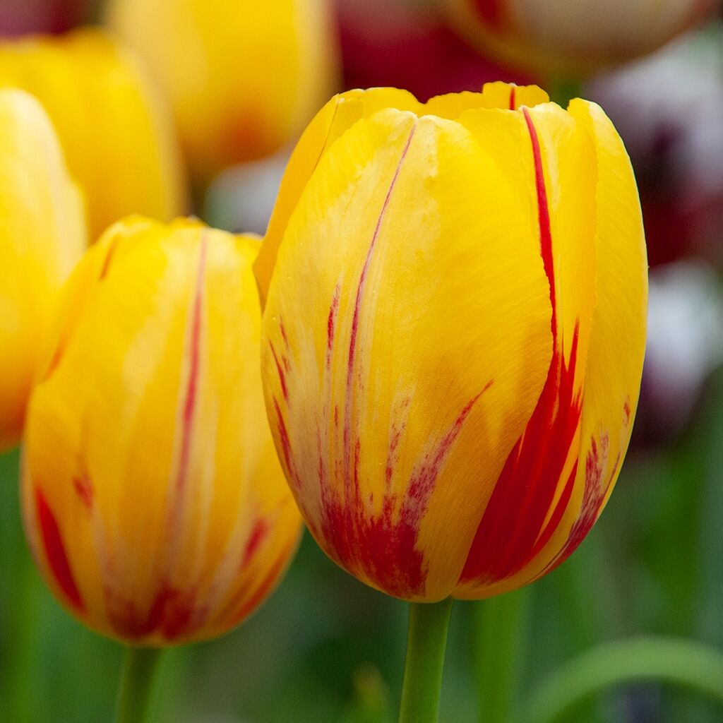 La Courtine Tulips from Colorblends