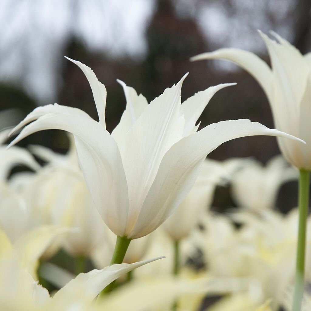 Lelie Creme Tulips from Colorblends
