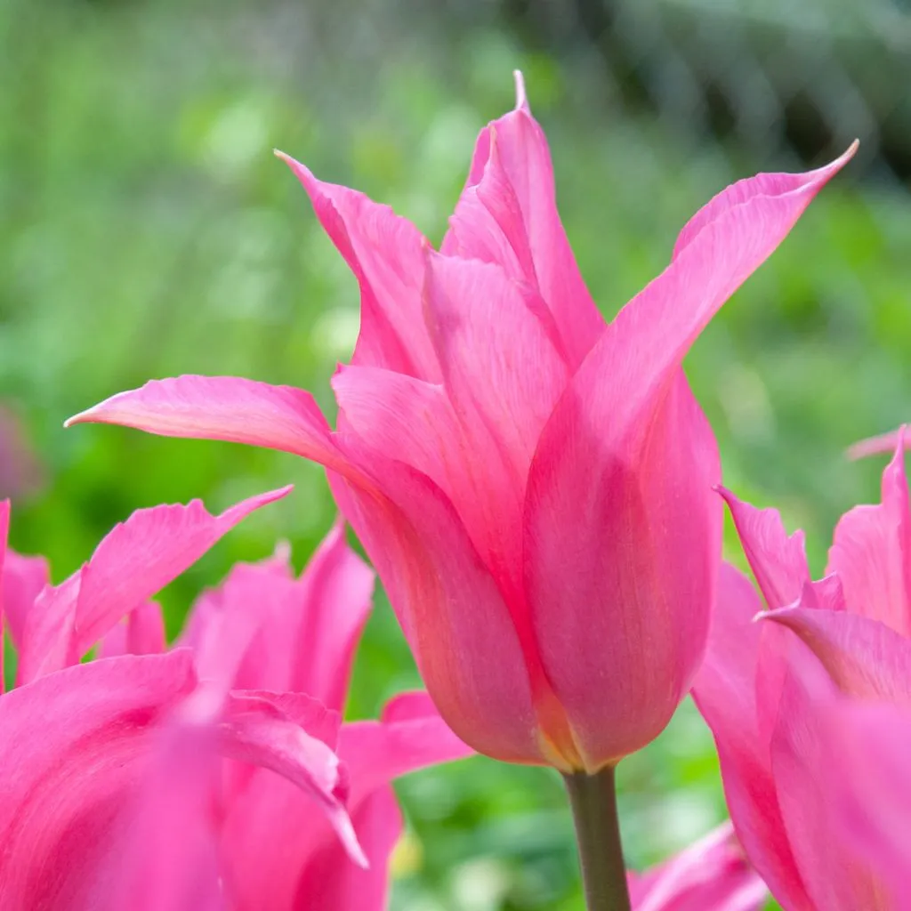 Liva Tulips from Colorblends
