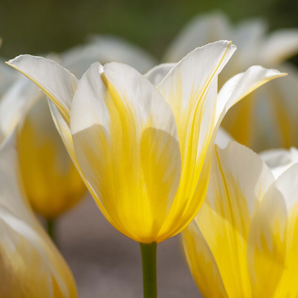 Budlight Tulips from Colorblends