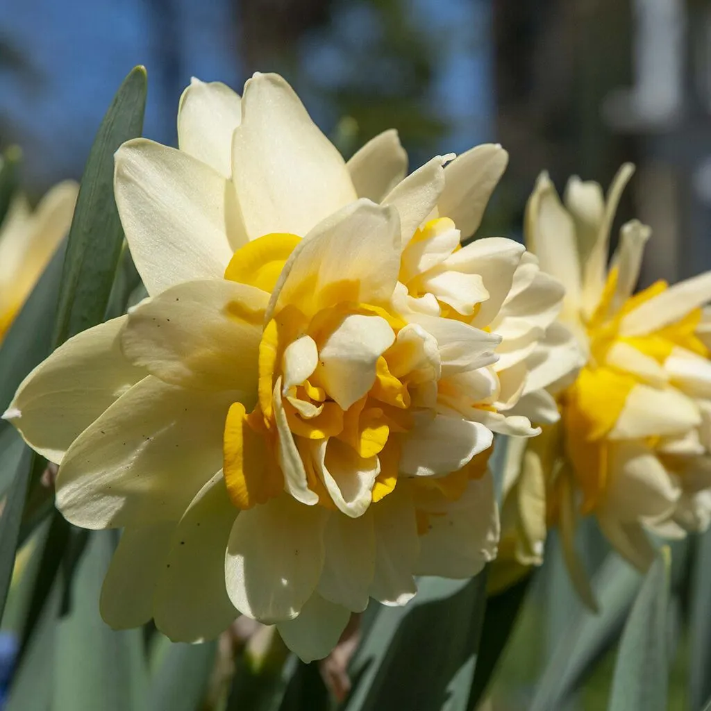 Peach Cobbler Daffodils by Colorblends
