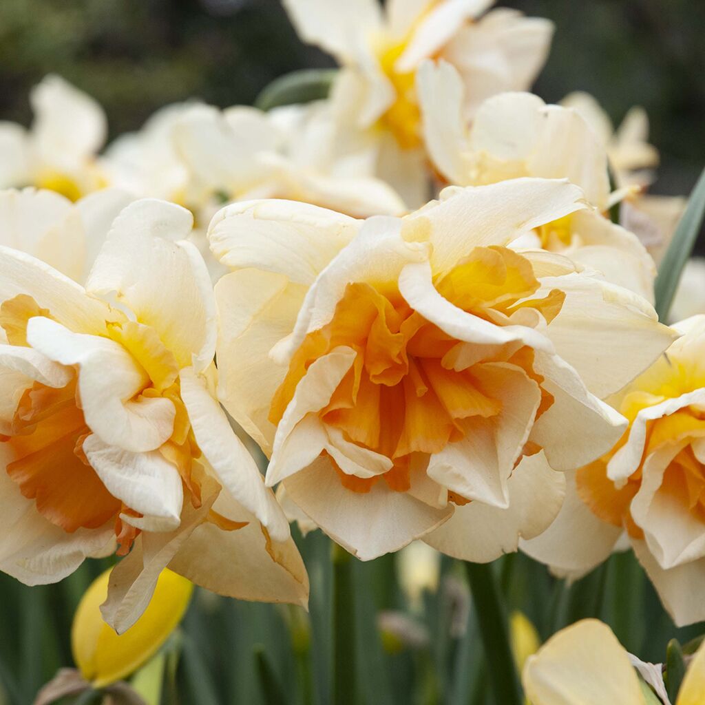 Sweet Ocean Daffodils by Colorblends