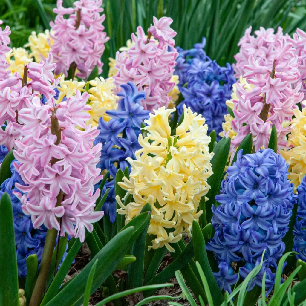 Hyacinth Violetti Star from Colorblends