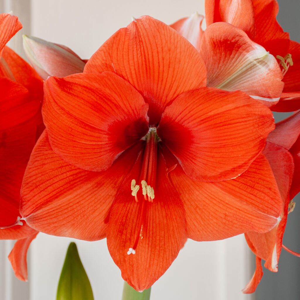 Horizon Amaryllis from Colorblends