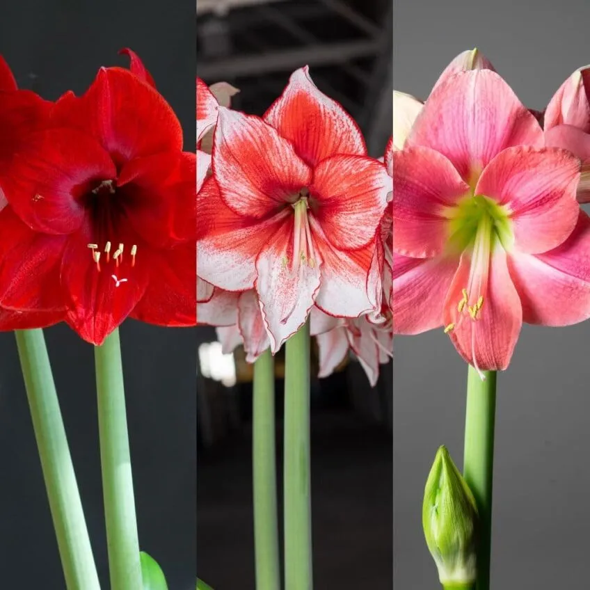 Interstellar Amaryllis Trio from Colorblends