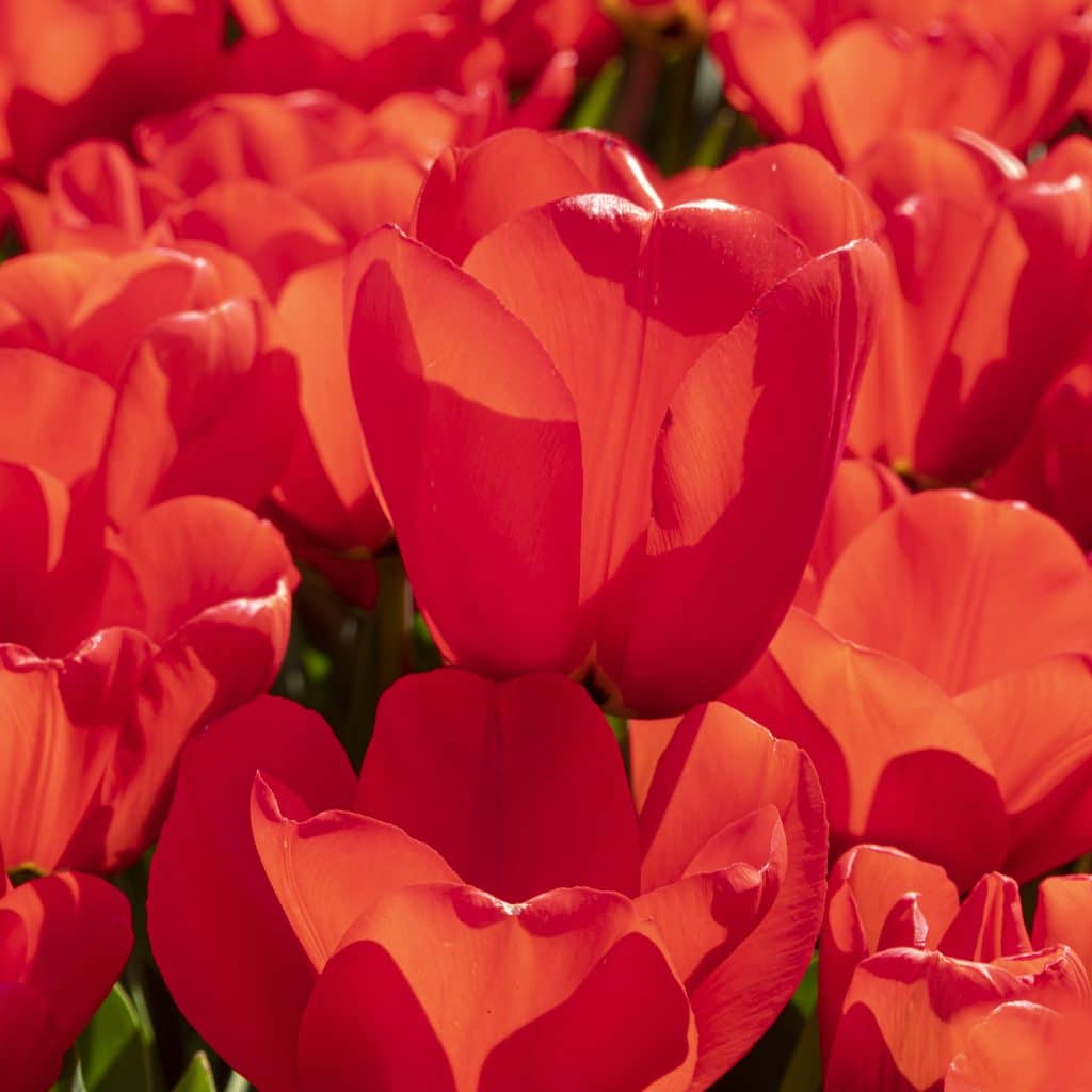 Globo Rojo Tulips from Colorblends