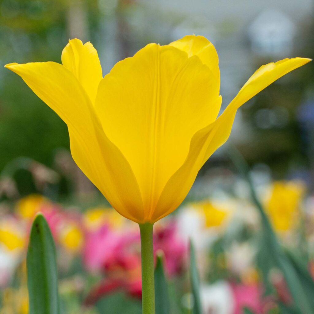 Inimitable Tulips from Colorblends