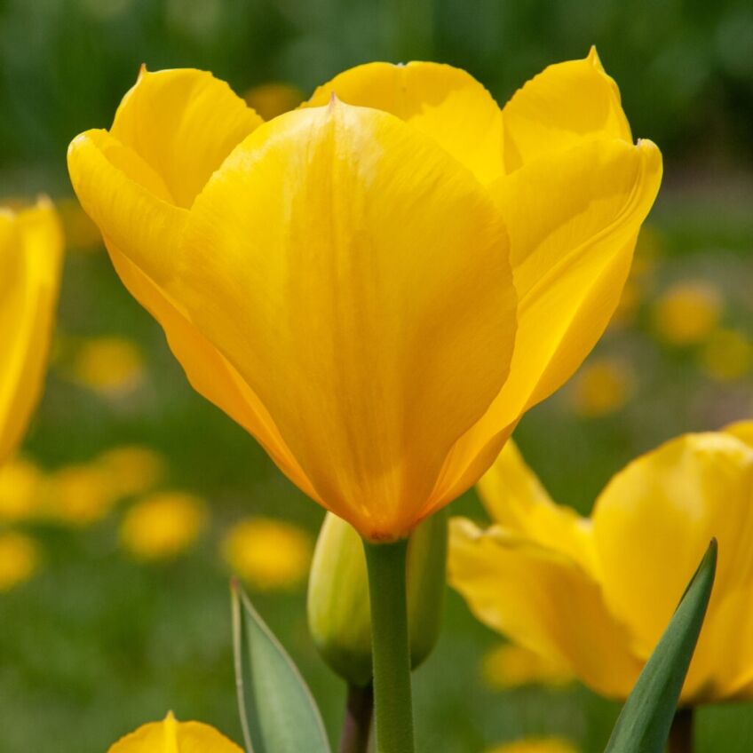 Golden Purissima Tulips from Colorblends