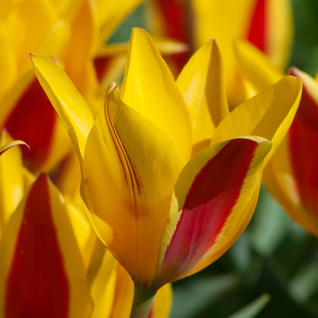 Tschimganica Tulips from Colorblends