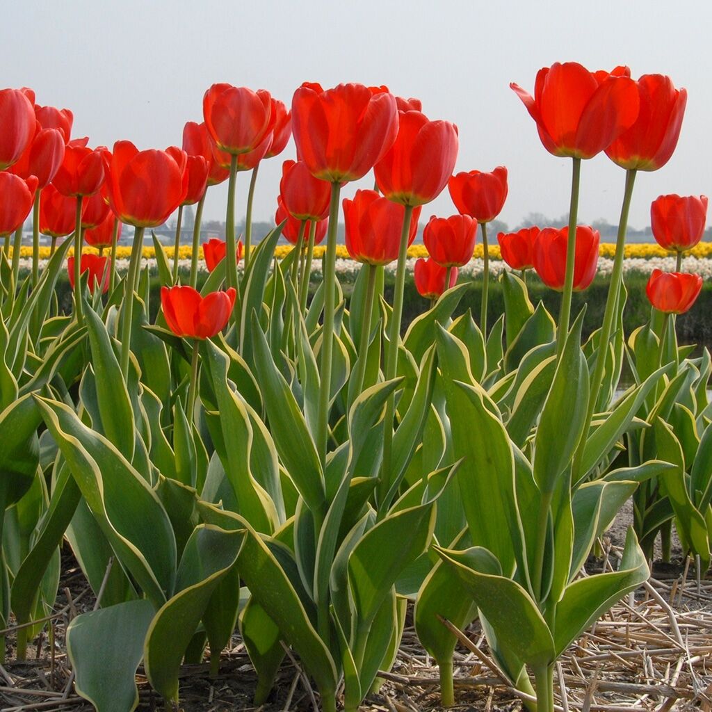 Parade Design Tulips from Colorblends