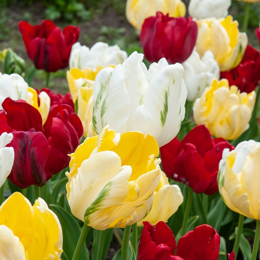 Velvet Ondergrond Tulip Bulbs from Colorblends