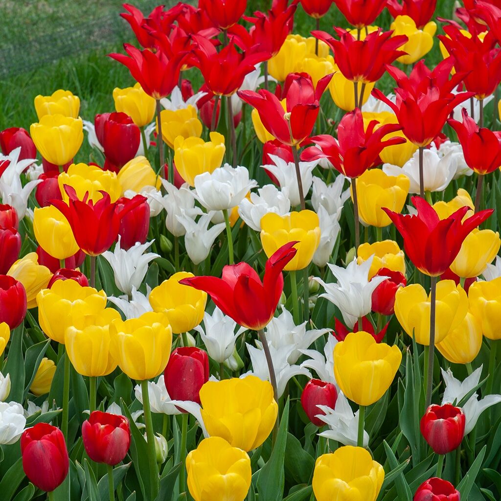 Triple Axel Tulip from Colorblends
