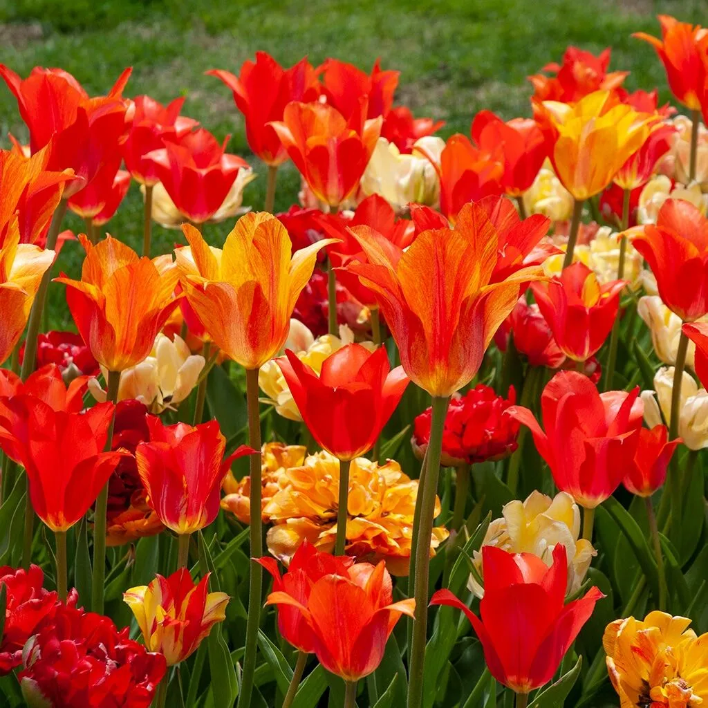 Fleurnace Tulip from Colorblends