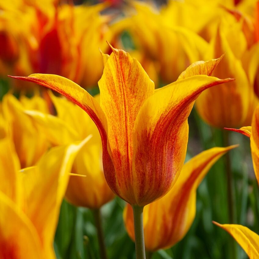 Vendée Globe Tulip Bulbs from Colorblends