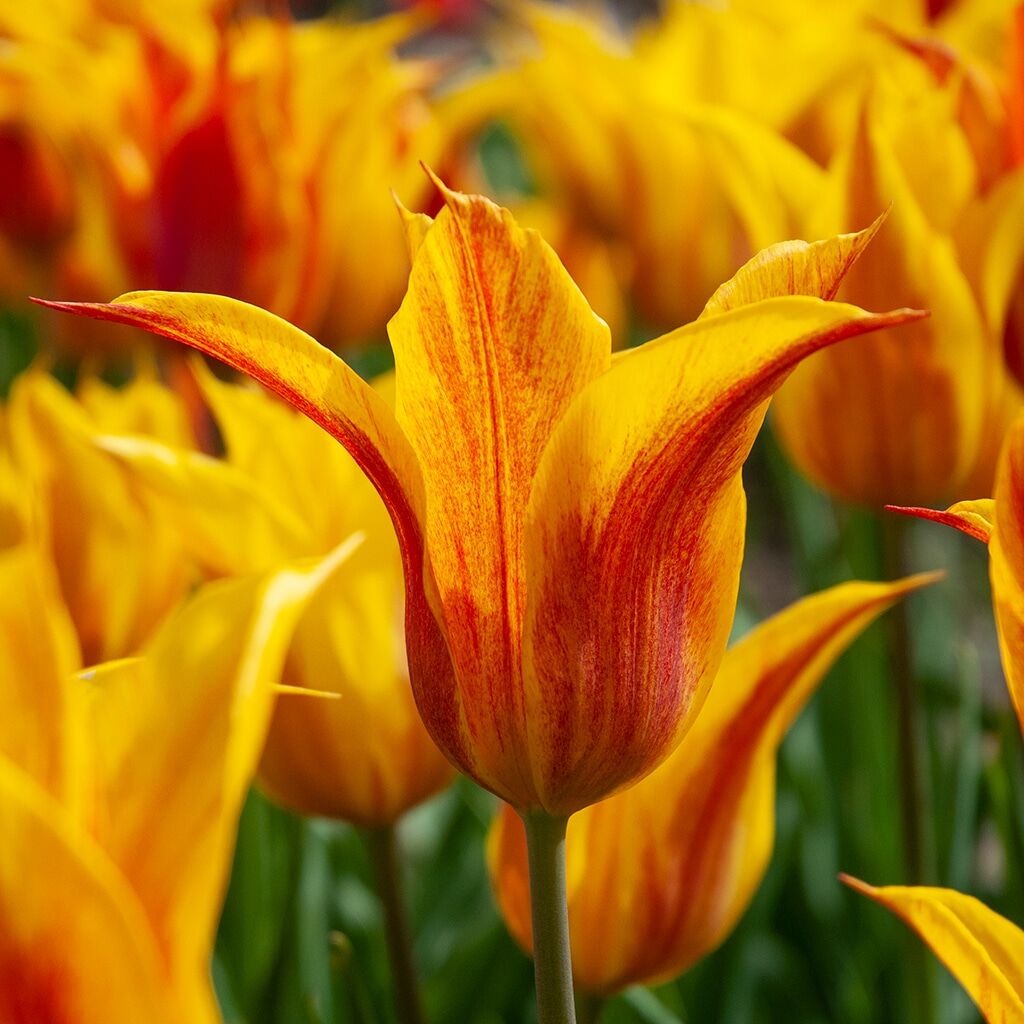 Vendée Globe Tulip Bulbs from Colorblends