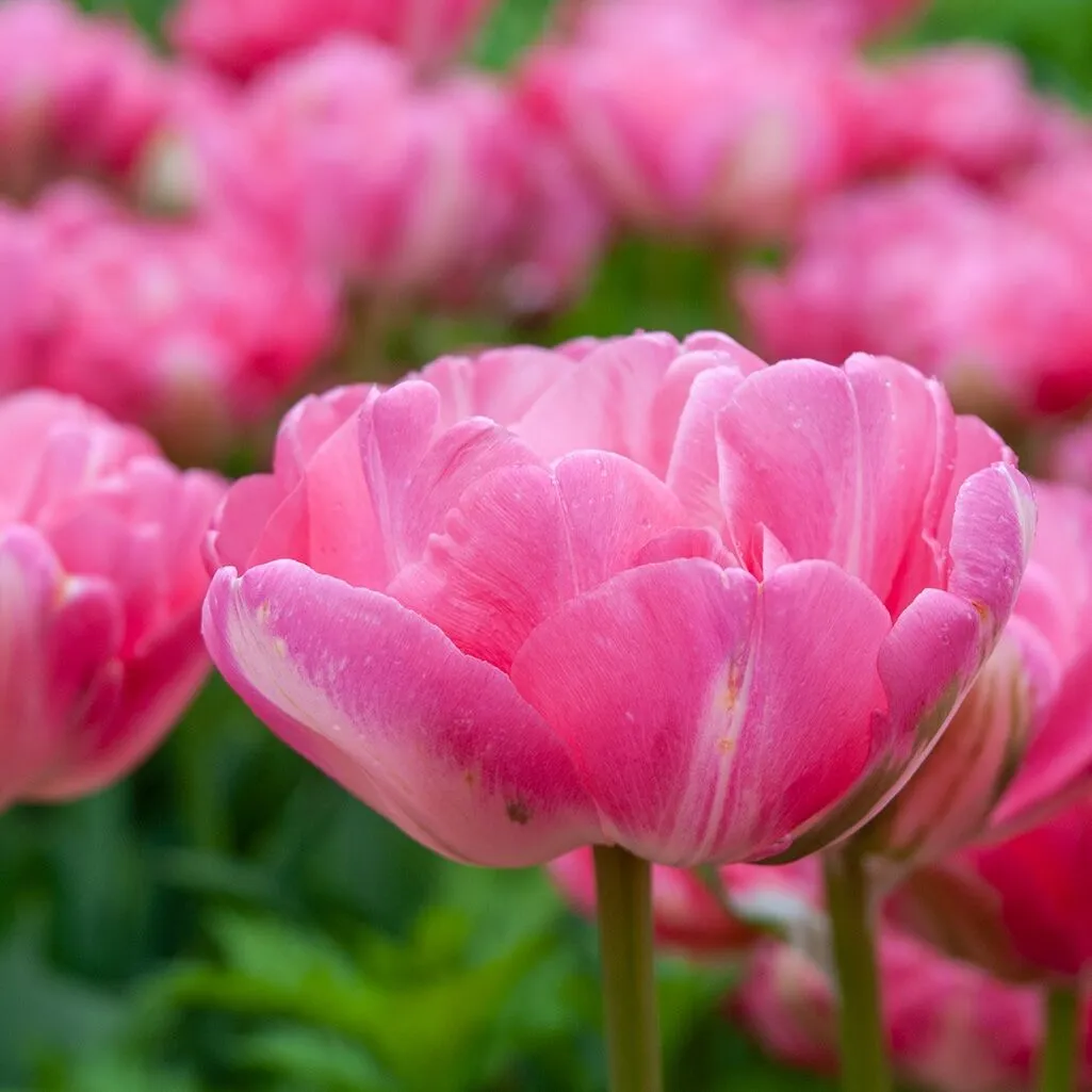 Jamai Tulips from Colorblends