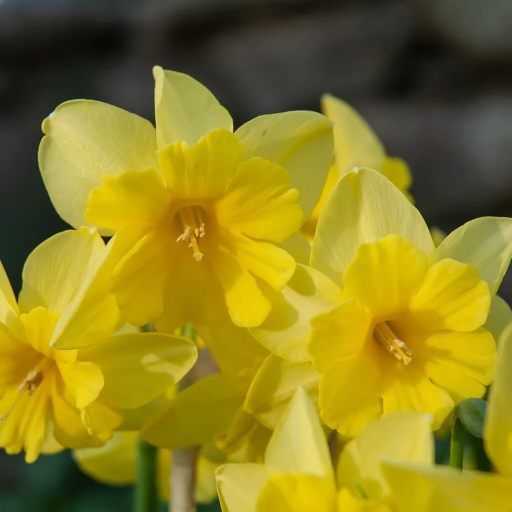 Tripartite Daffodils