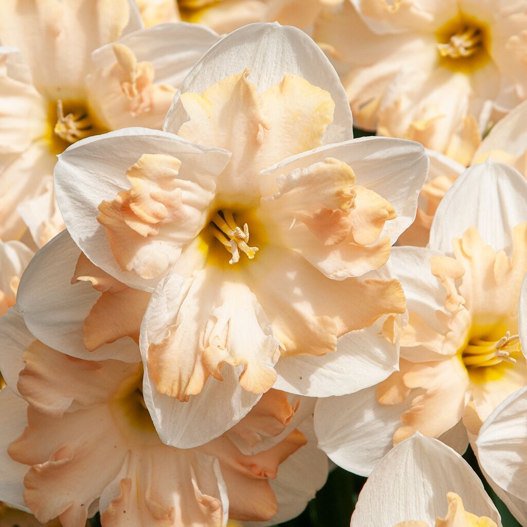 Mary Gay Lirette Daffodils by Colorblends