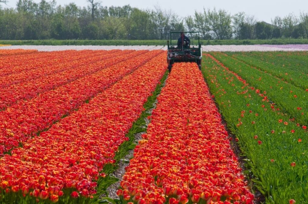 kopmachine in tulip field