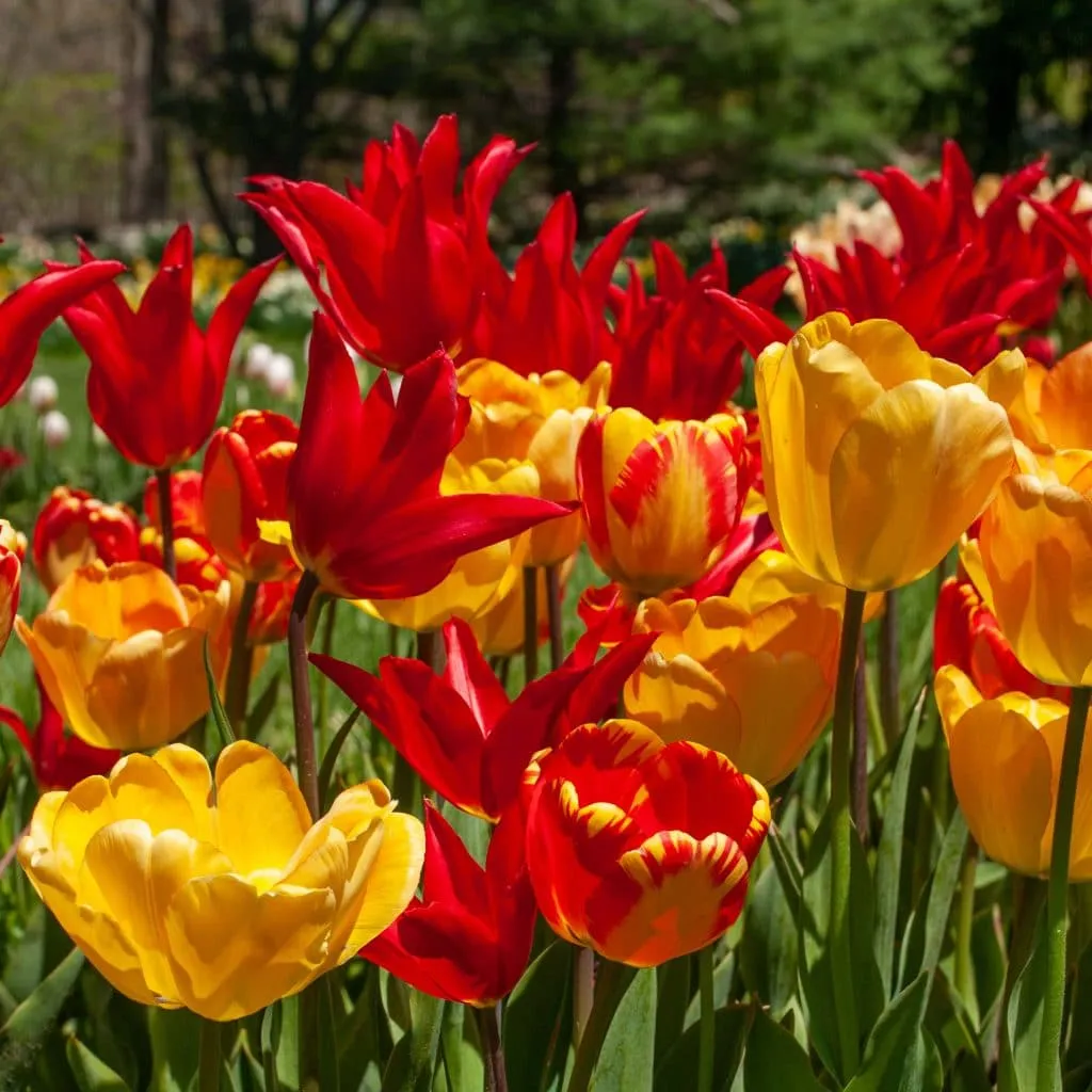 Magmatism Tulips from Colorblends