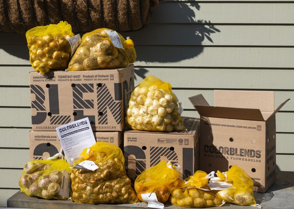 fall bulbs