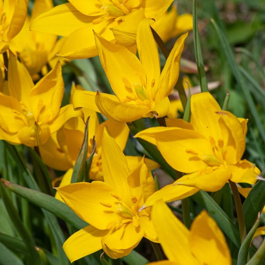 Sylvestris Tulips from Colorblends