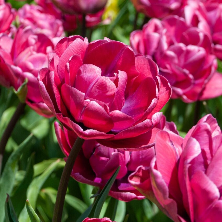 Rosy Diamond Tulips from Colorblends