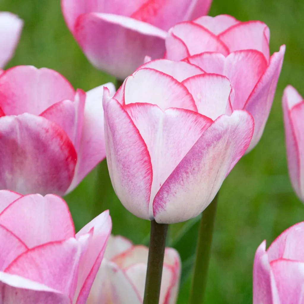 Hugs and Kisses Tulips from Colorblends