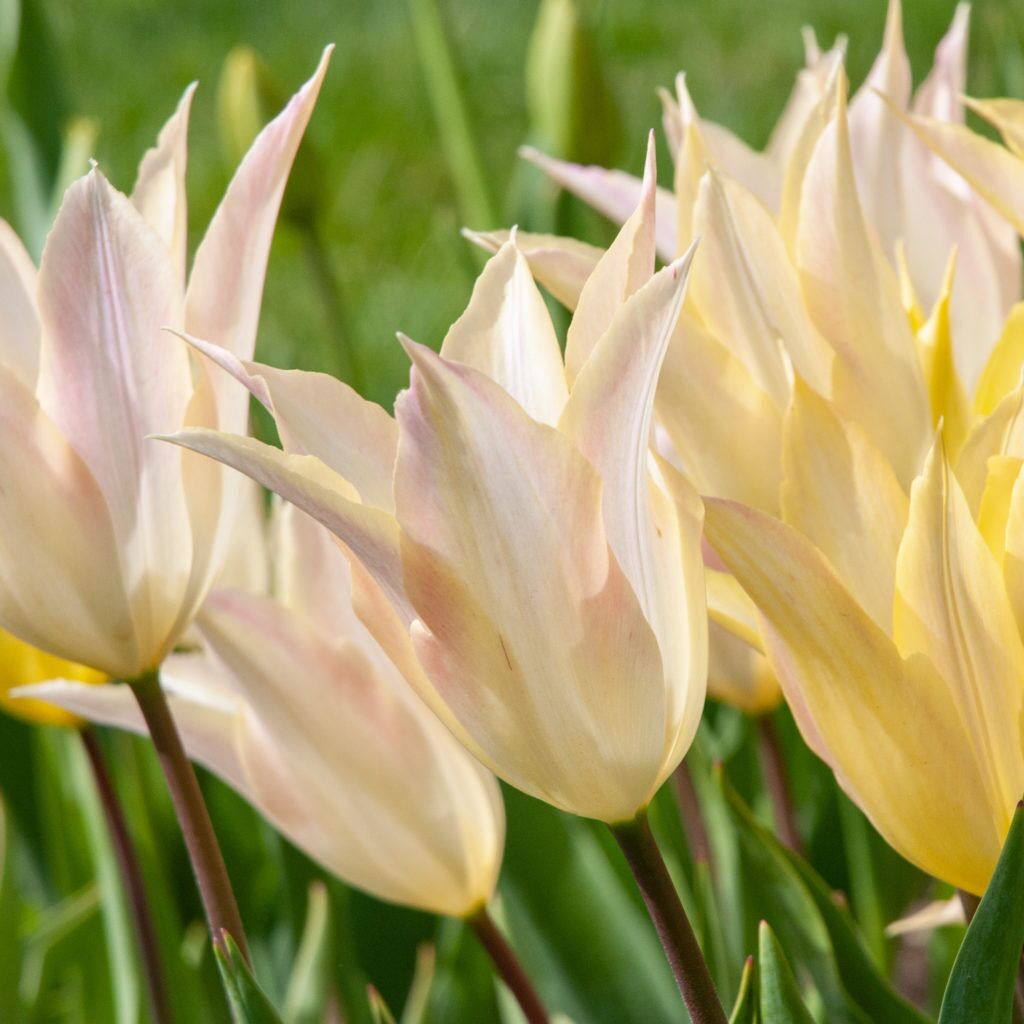 Johan Cruyff Tulips from Colorblends