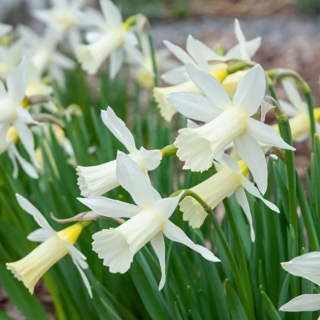 Elka Daffodils from Colorblends