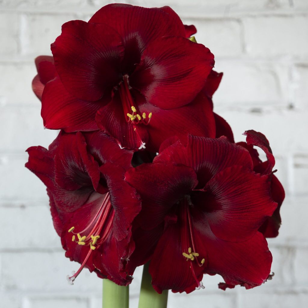Magnum Amaryllis from Colorblends
