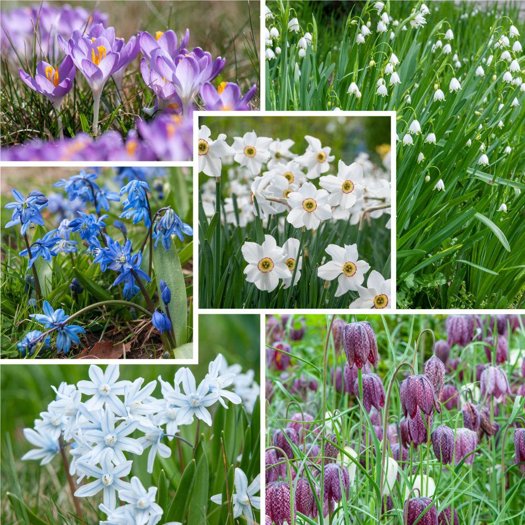 Flora Culture from Colorblends