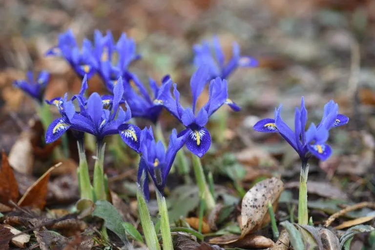 growing iris