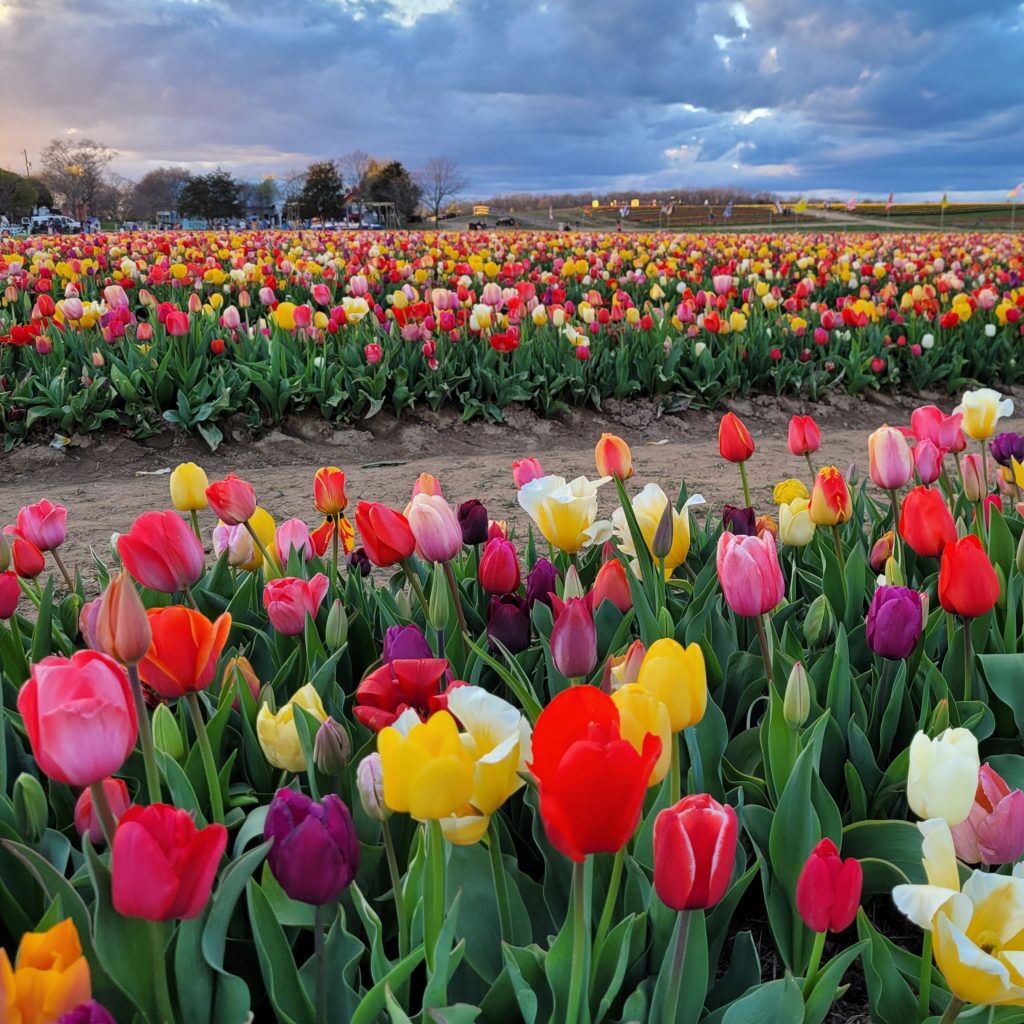 Grow and Show Tulips from Colorblends