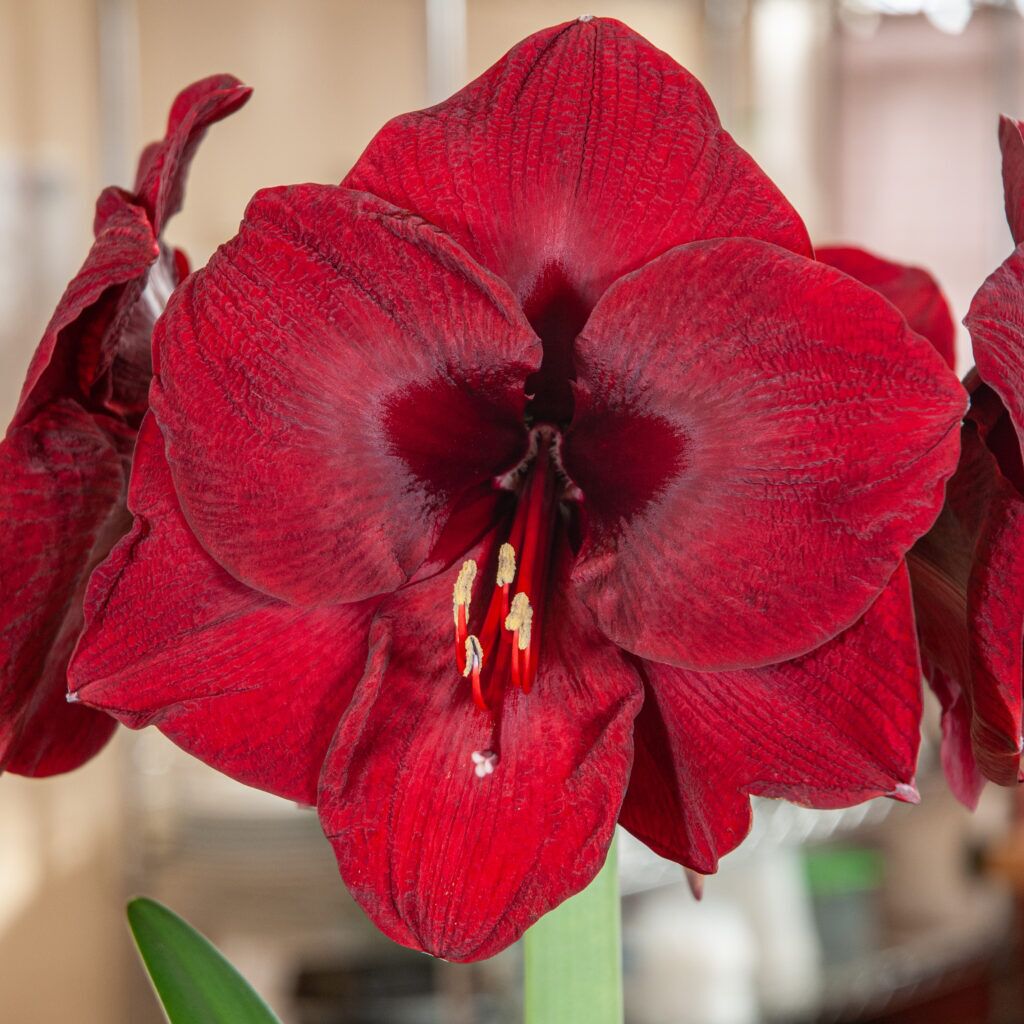 Mandela Amaryllis from Colorblends