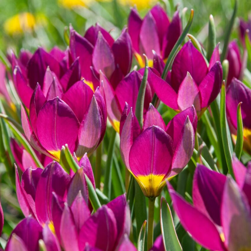 Persian Pearl tulips from Colorblends