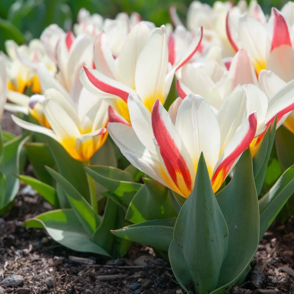 The First Tulips from Colorblends